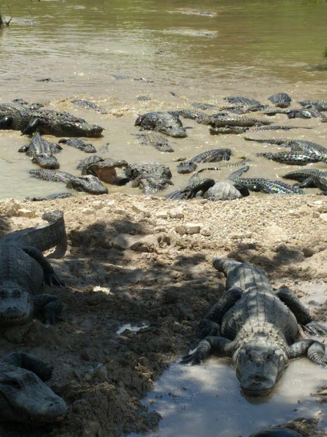 Everglades gators