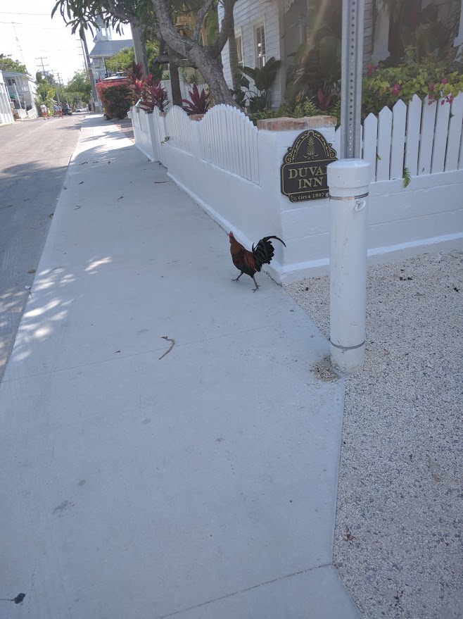 rooster in Key West