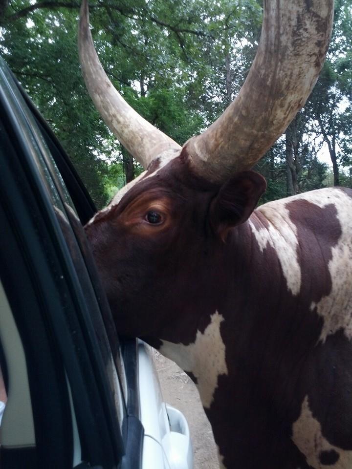 Image of bull at car window at safari ranch