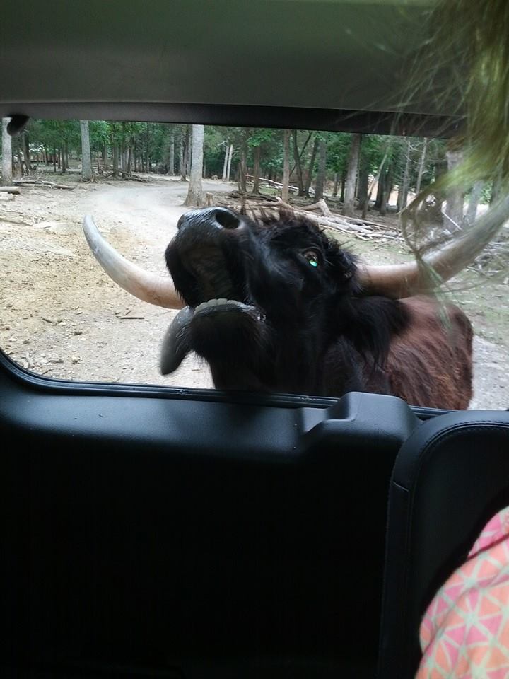 Image of long horn bull sticking out tongue at safari ranch