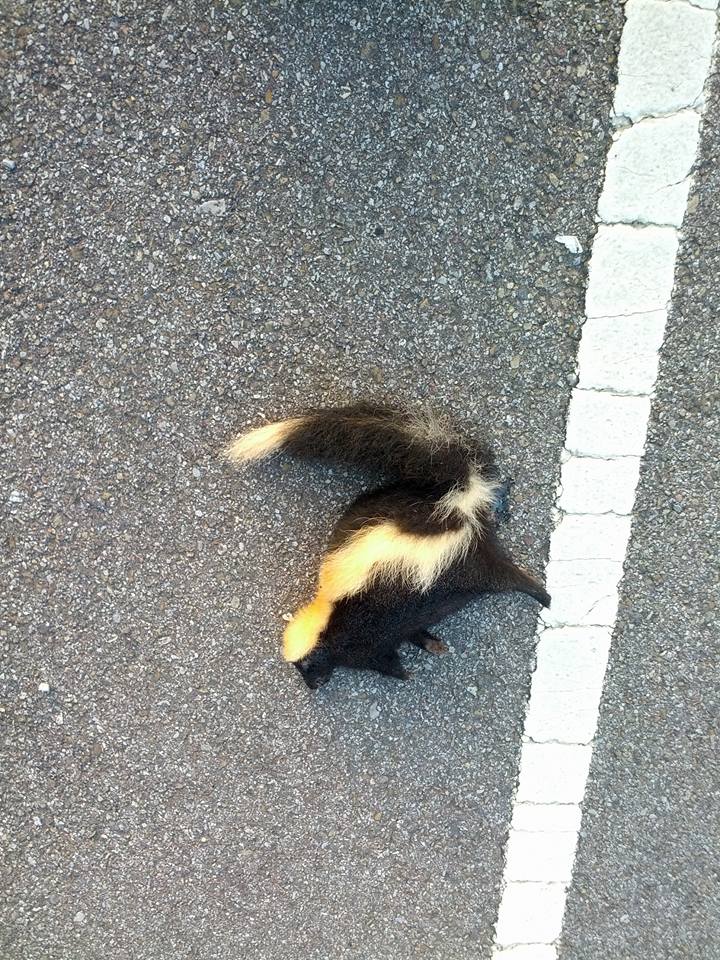 Dead skunk at the side of the road