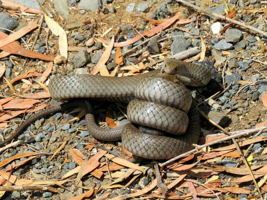 Brown snake with prey